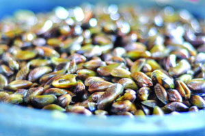 薄殼正肥美 盛夏捕撈忙